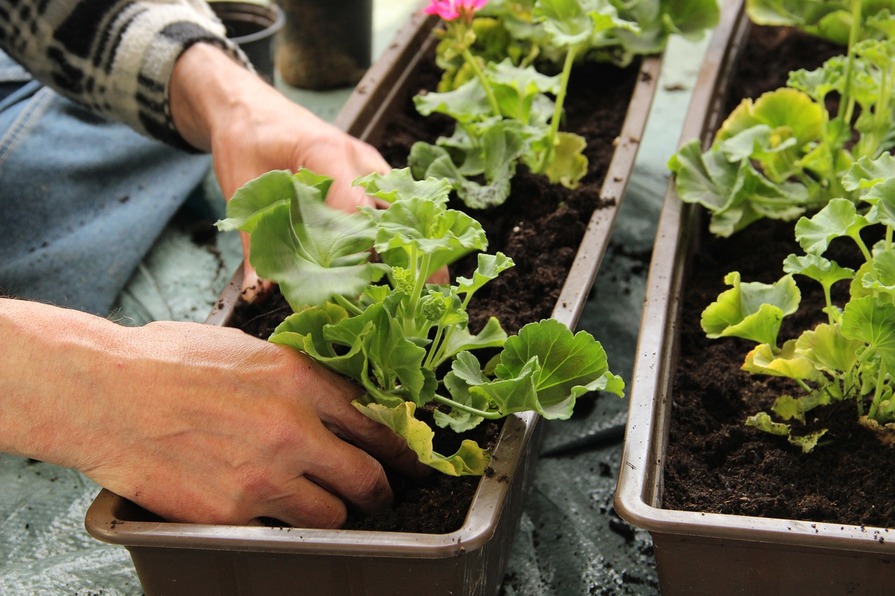 Salat in Blumenkasten